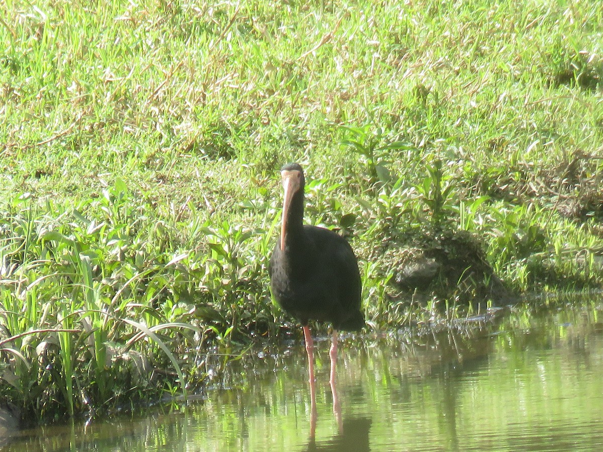 Bare-faced Ibis - Letícia Matheus Baccarin