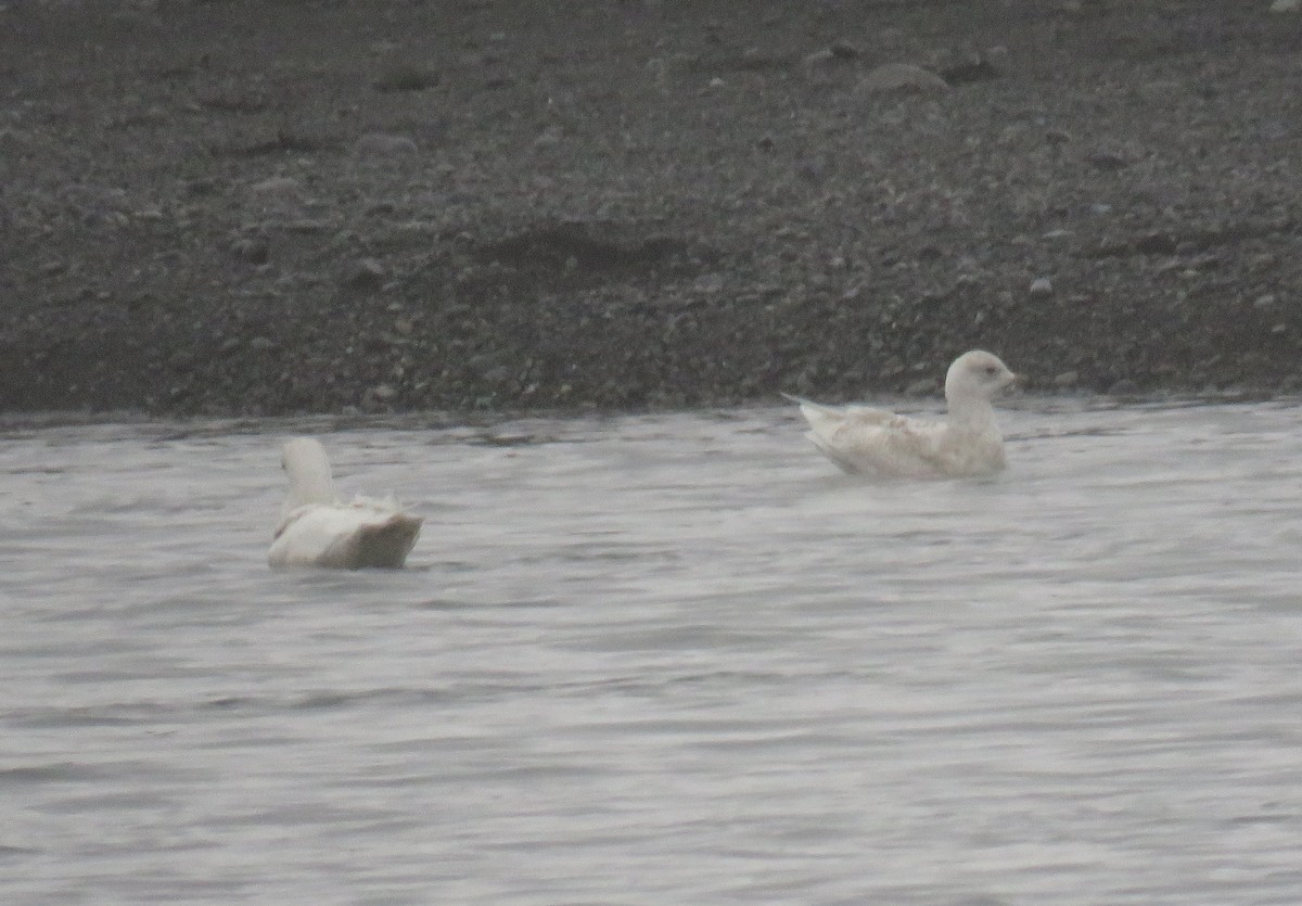 Iceland Gull - Jesús Ruiz Rodrigo