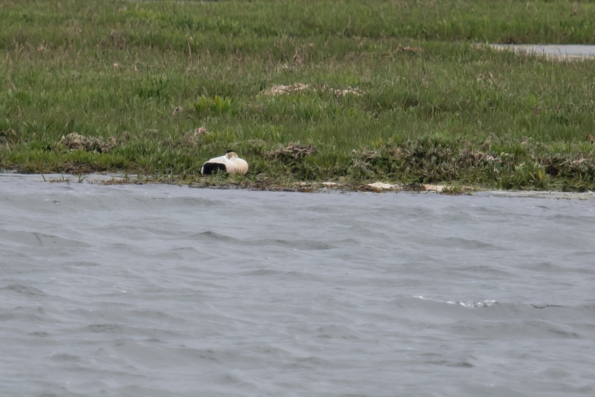 Common Eider - David Campbell