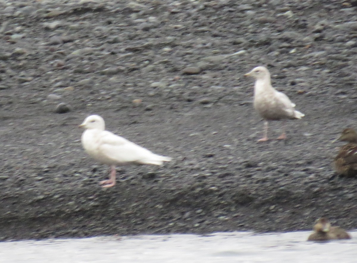 Iceland Gull - Jesús Ruiz Rodrigo