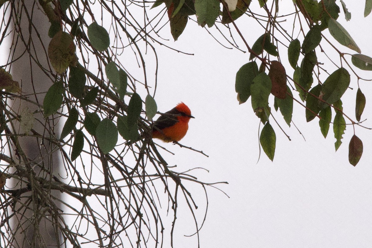 Vermilion Flycatcher - John Bruin