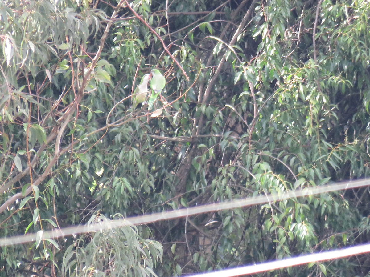 Monk Parakeet - Letícia Matheus Baccarin