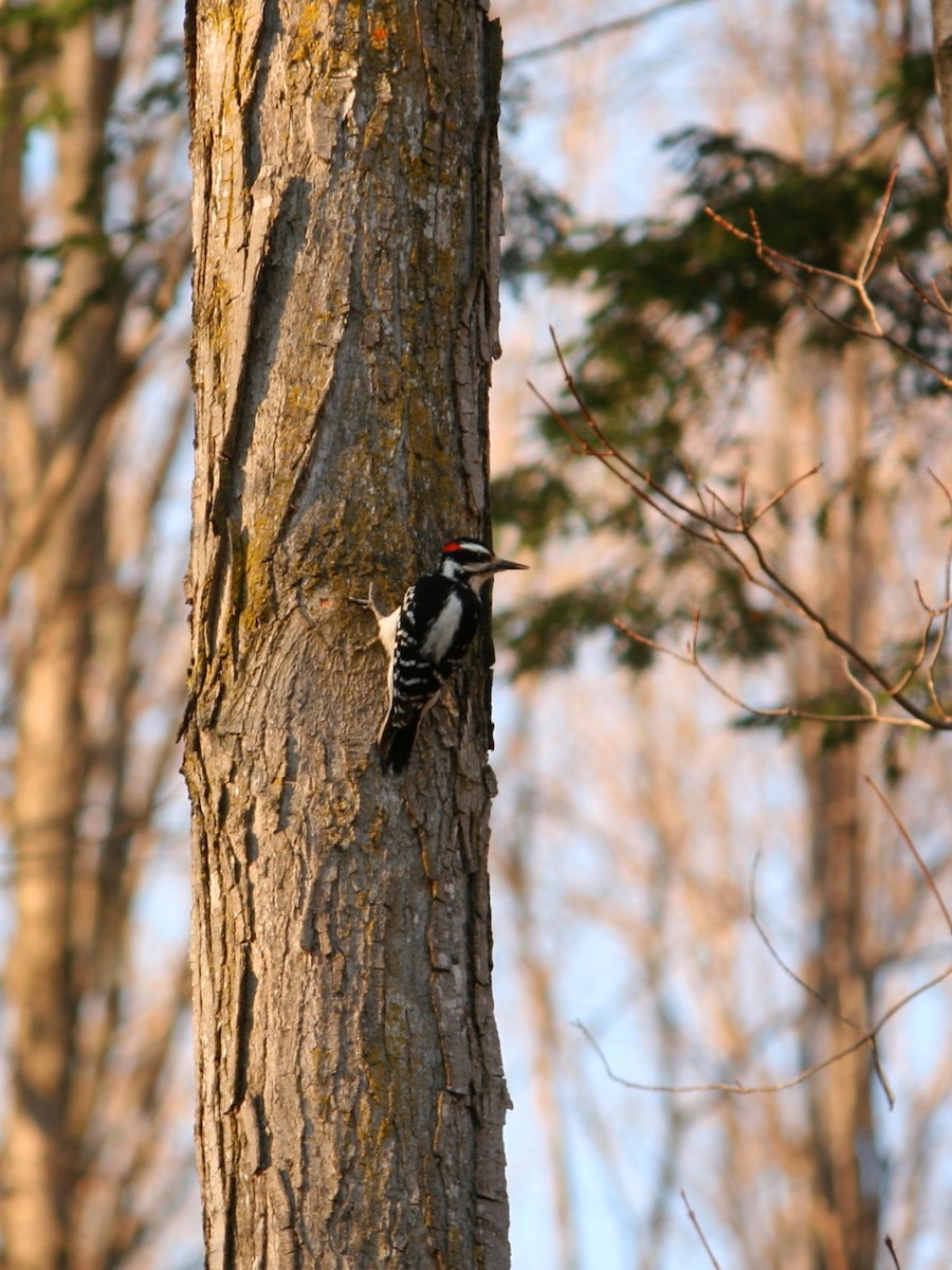 Hairy Woodpecker - ML619536853