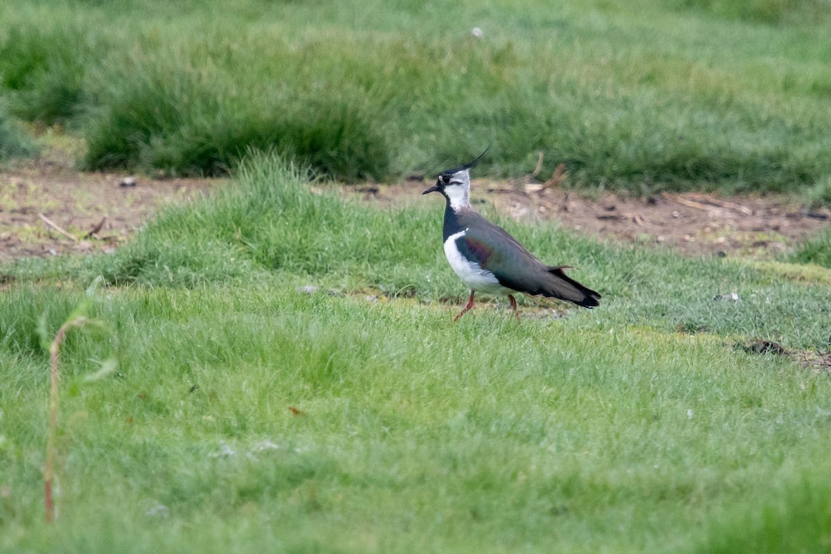 Northern Lapwing - David Campbell