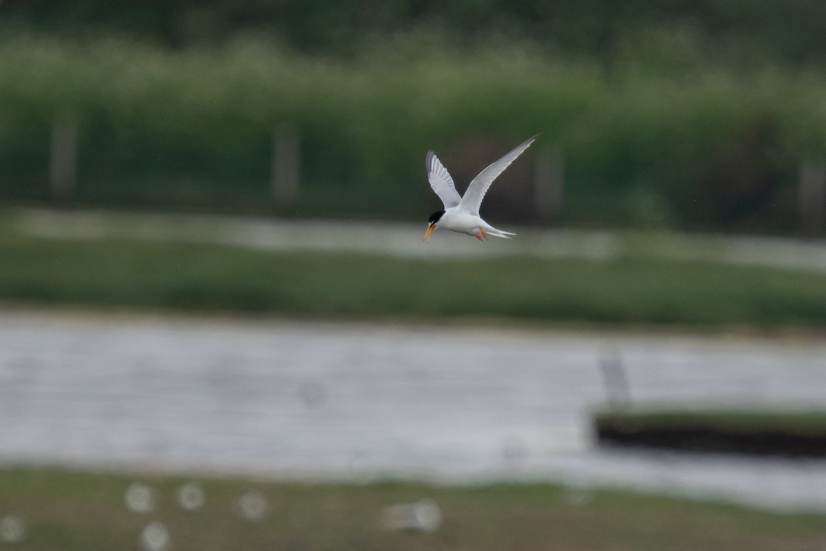 Little Tern - David Campbell