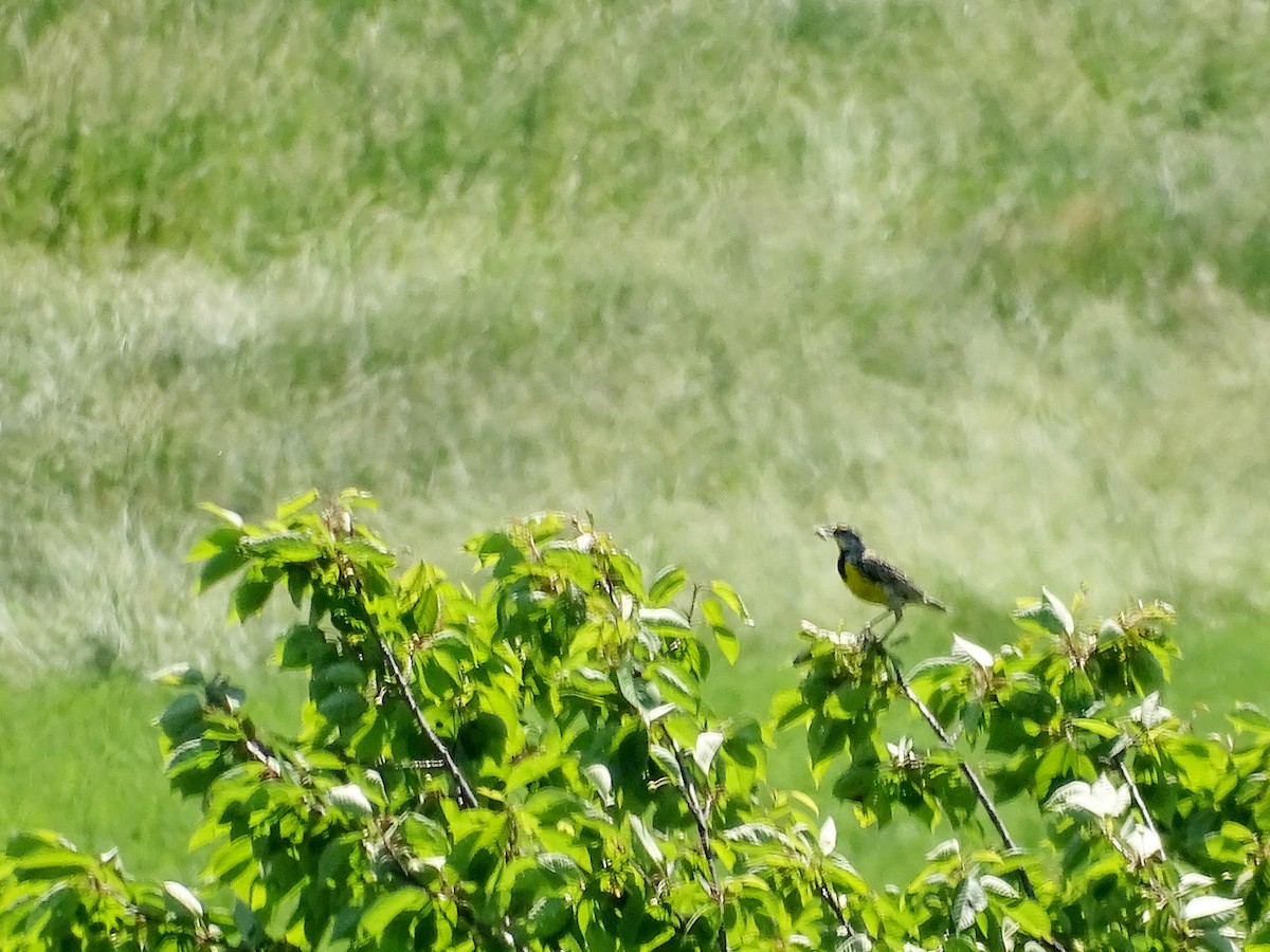 Eastern Meadowlark - Rich  Rehrig