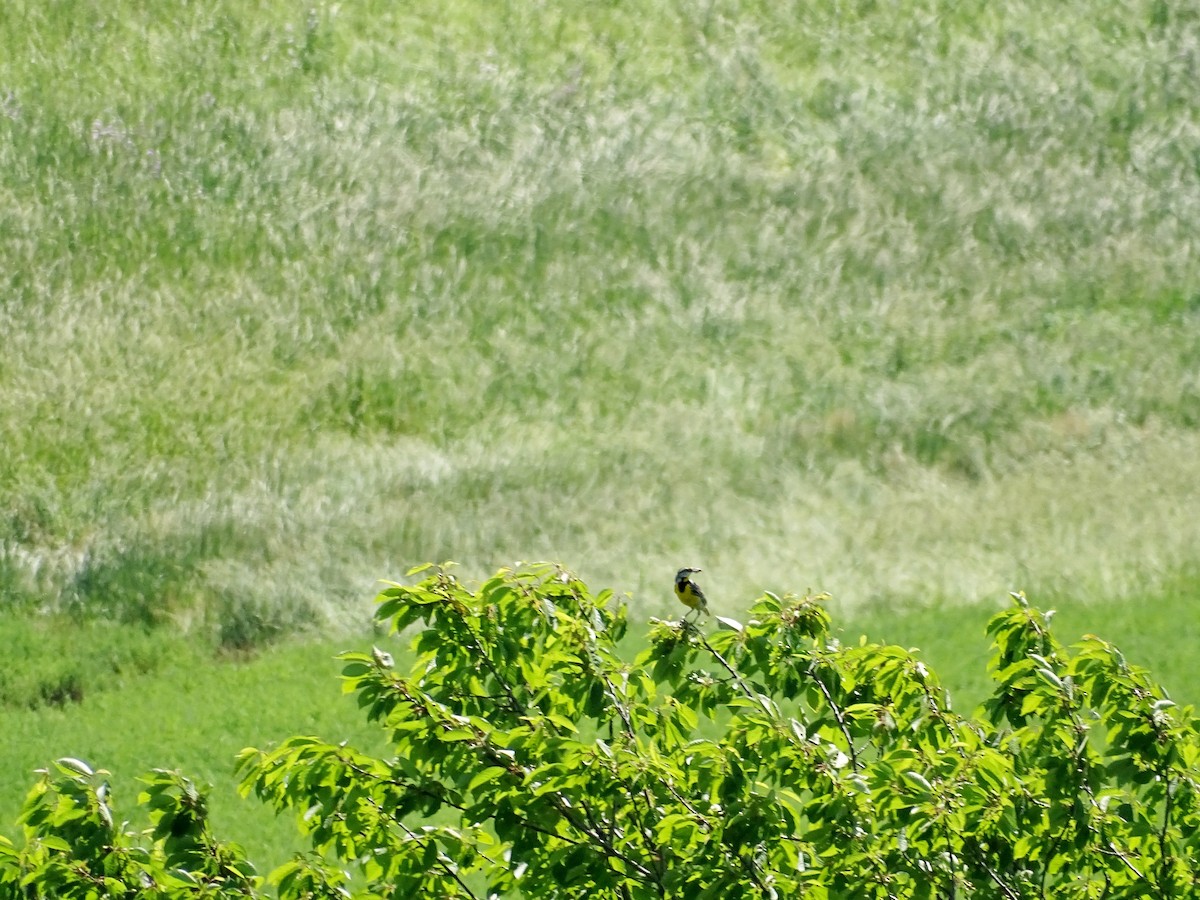 Eastern Meadowlark - Rich  Rehrig
