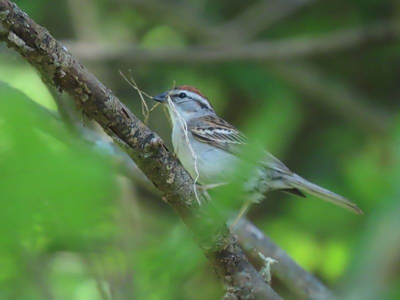 Chipping Sparrow - Tracy The Birder