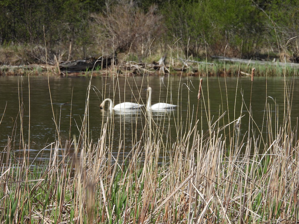 Trumpeter Swan - Lynda Sisco