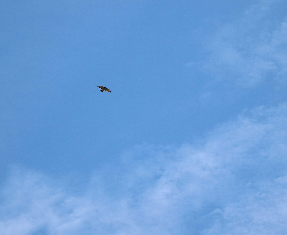 Broad-winged Hawk - ML619536877