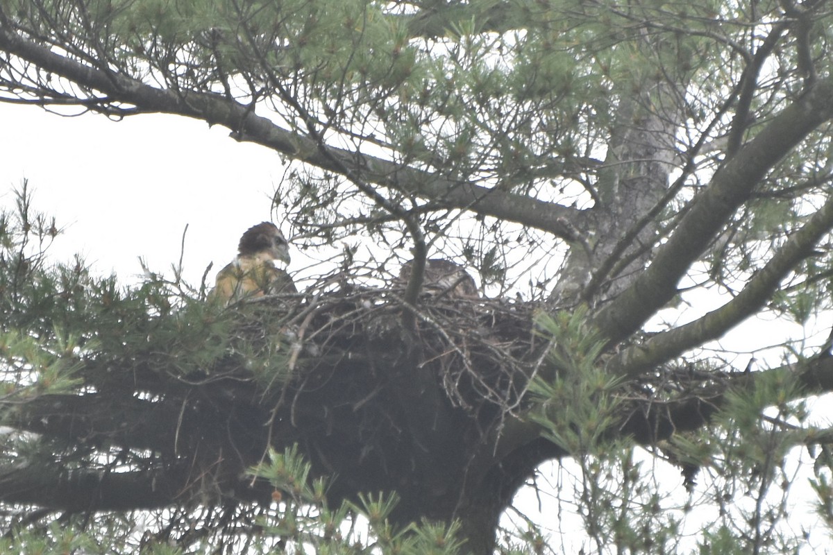 Red-tailed Hawk - ML619536884