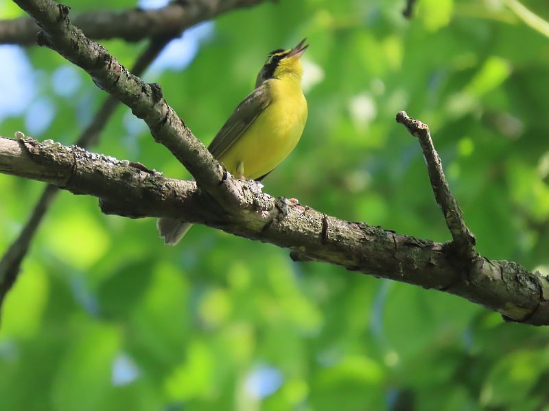 Kentucky Warbler - Tracy The Birder