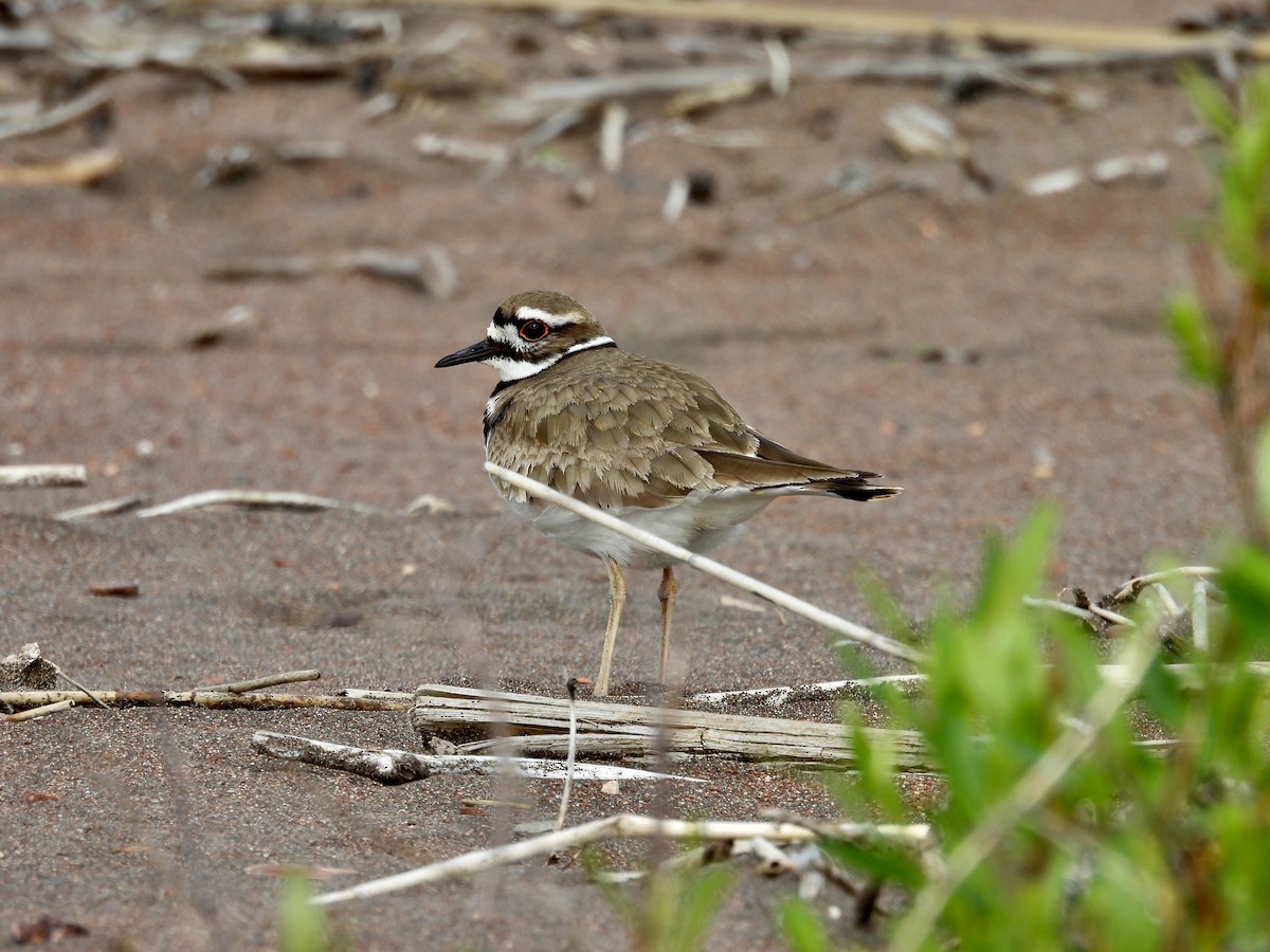 Killdeer - Lynda Sisco