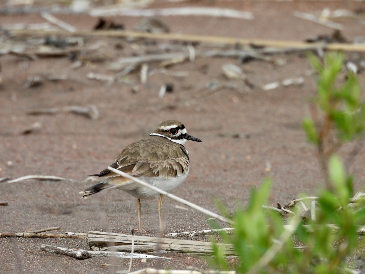 Killdeer - Lynda Sisco