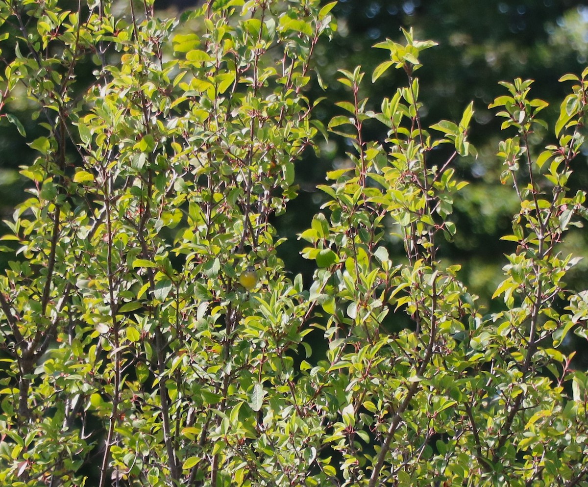 Nashville Warbler - Lisa Maier