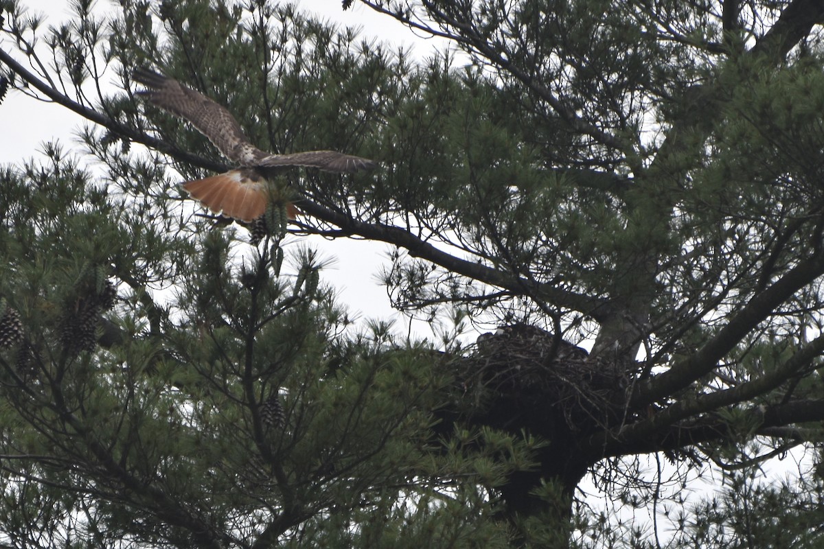 Red-tailed Hawk - ML619536892