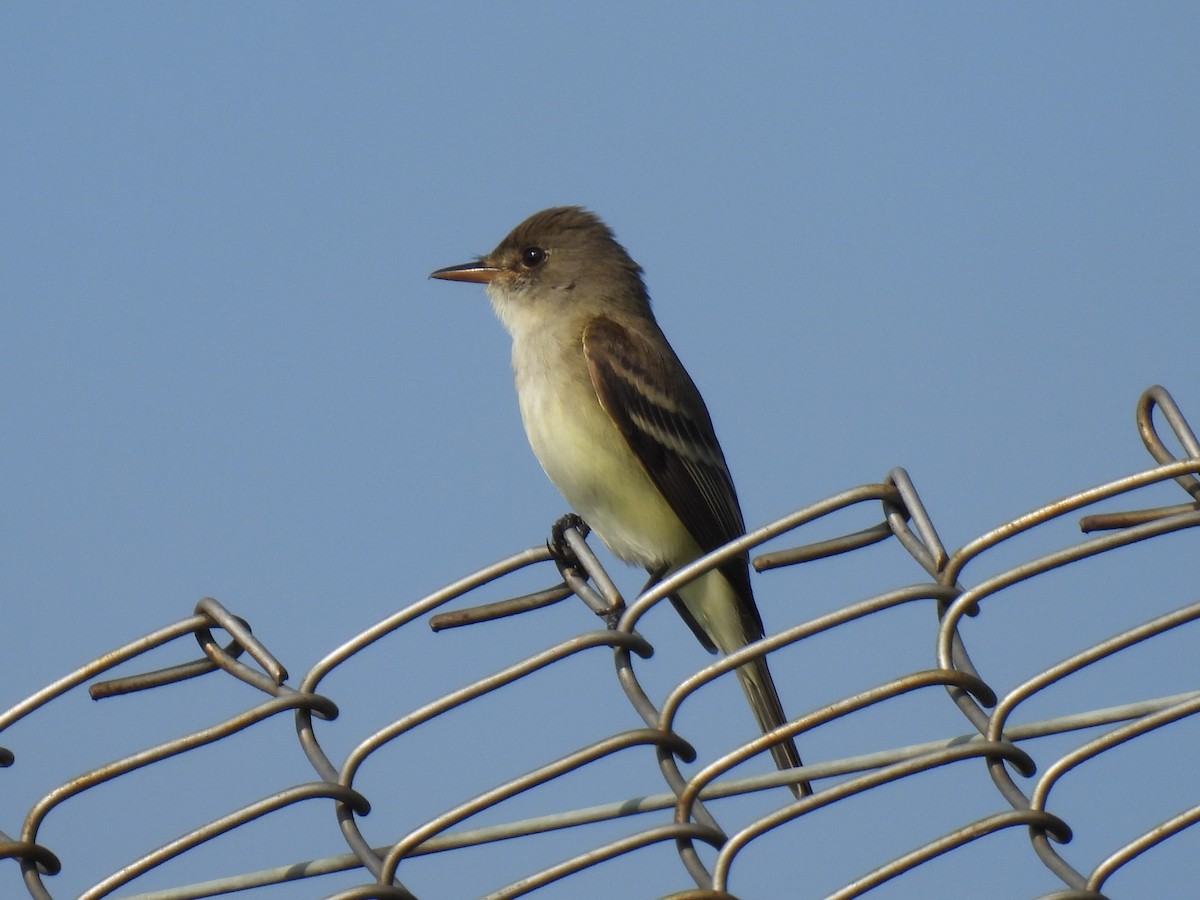 Willow Flycatcher - Susan Cole