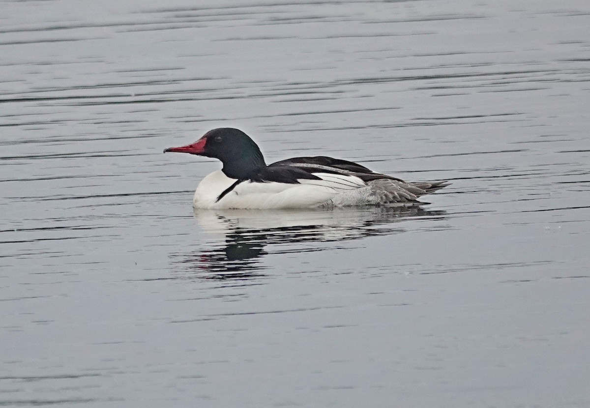 Common Merganser - Hank Heiberg