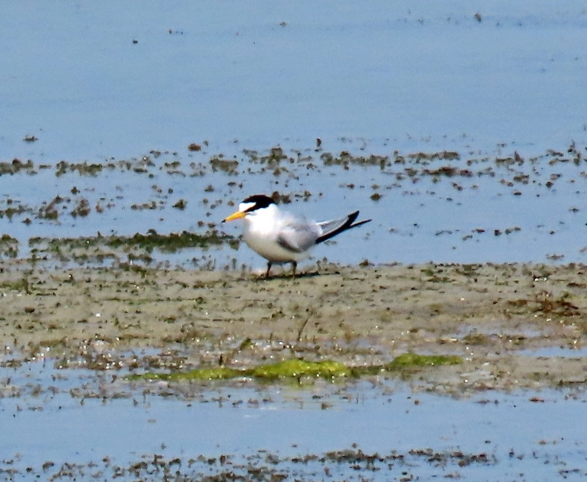 Least Tern - JoAnn Potter Riggle 🦤