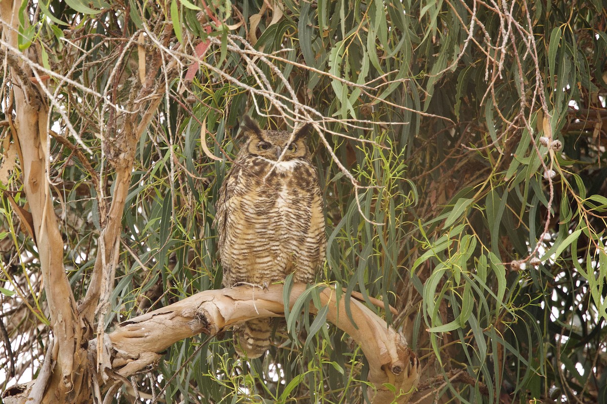 Great Horned Owl - John Bruin