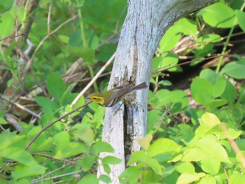 Black-throated Green Warbler - Tracy The Birder