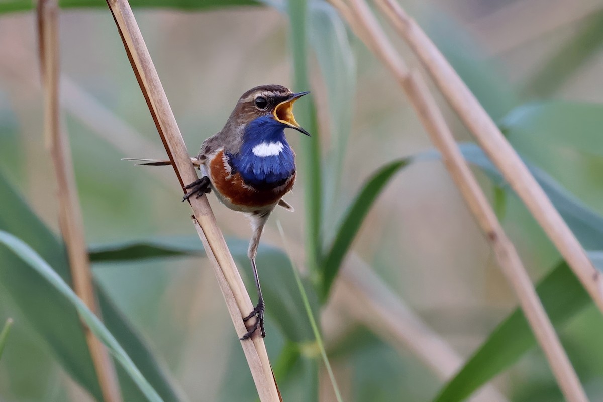 Bluethroat - ML619536915