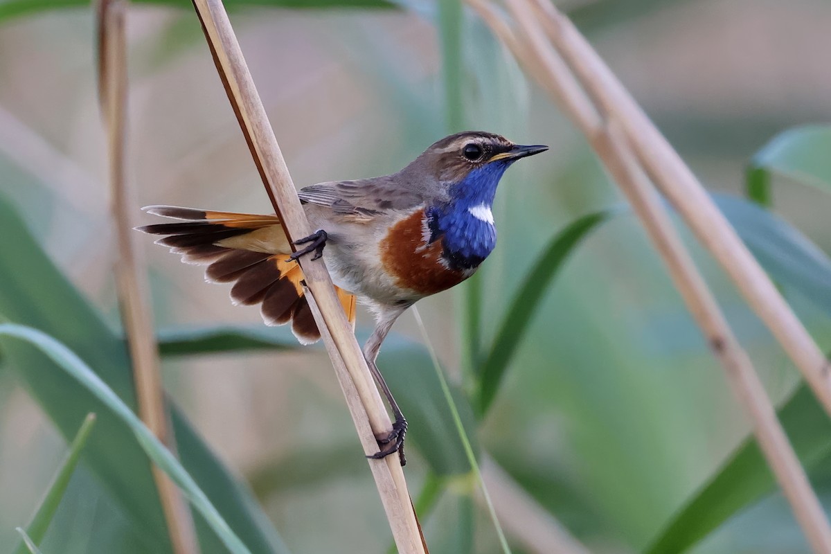 Bluethroat - ML619536917