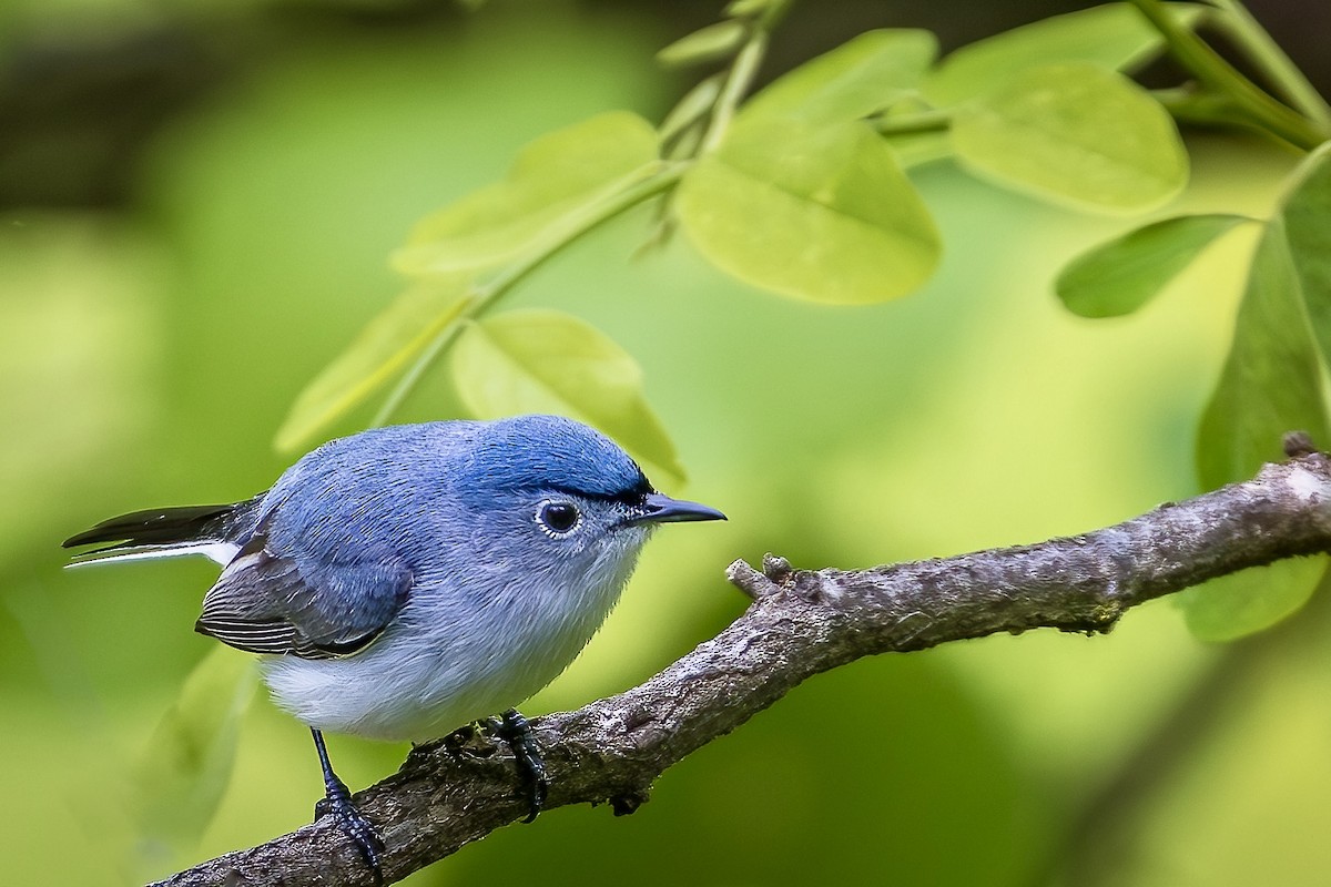 Blue-gray Gnatcatcher - Steve Chase