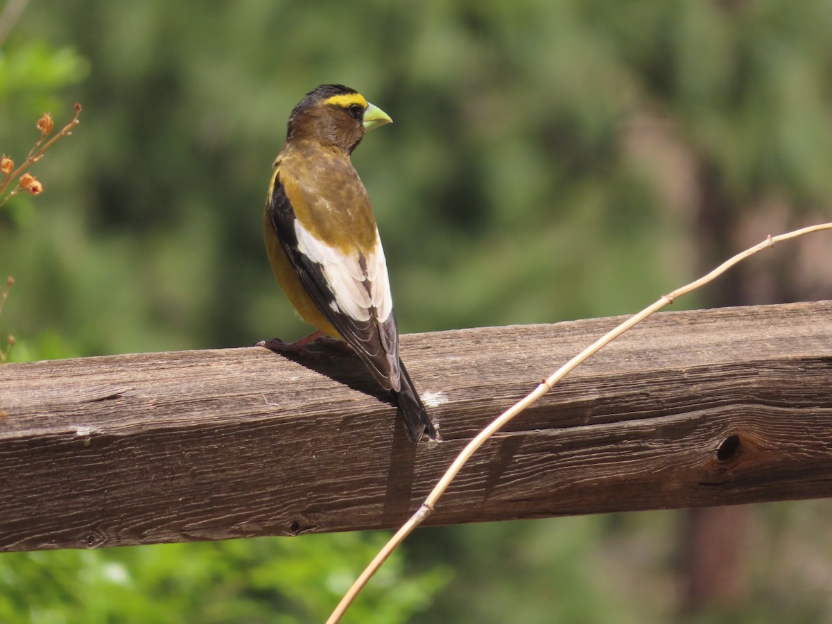 Evening Grosbeak - carolyn spidle