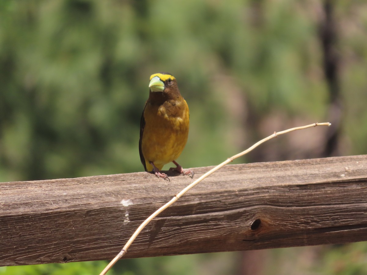 Evening Grosbeak - carolyn spidle