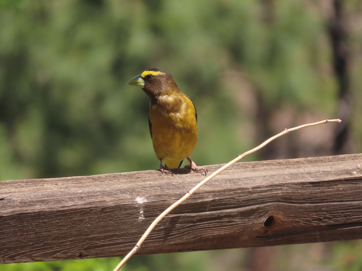 Evening Grosbeak - carolyn spidle