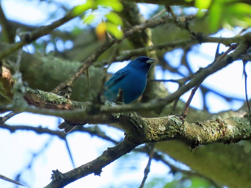 Indigo Bunting - Tracy The Birder