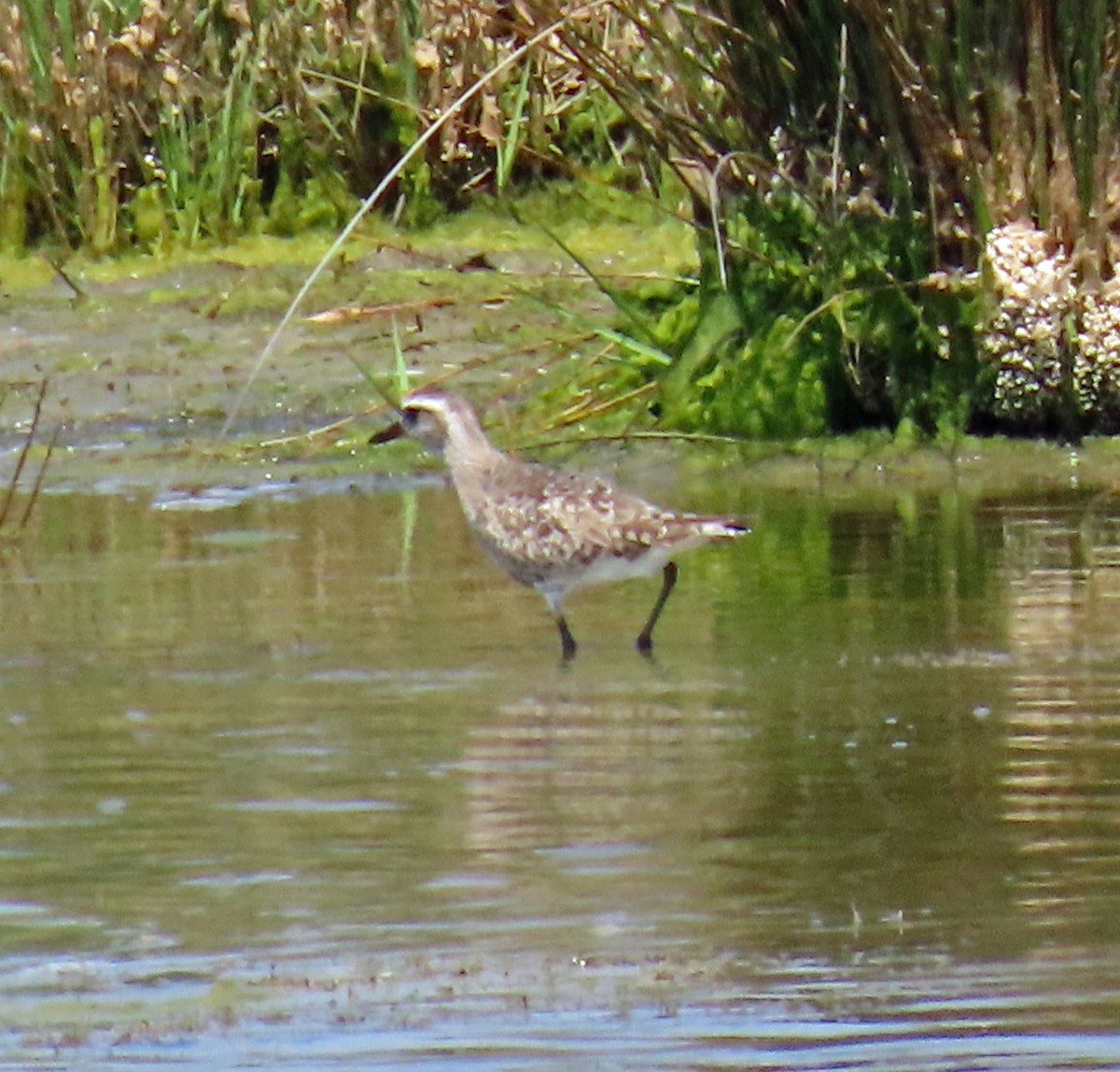 Black-bellied Plover - JoAnn Potter Riggle 🦤