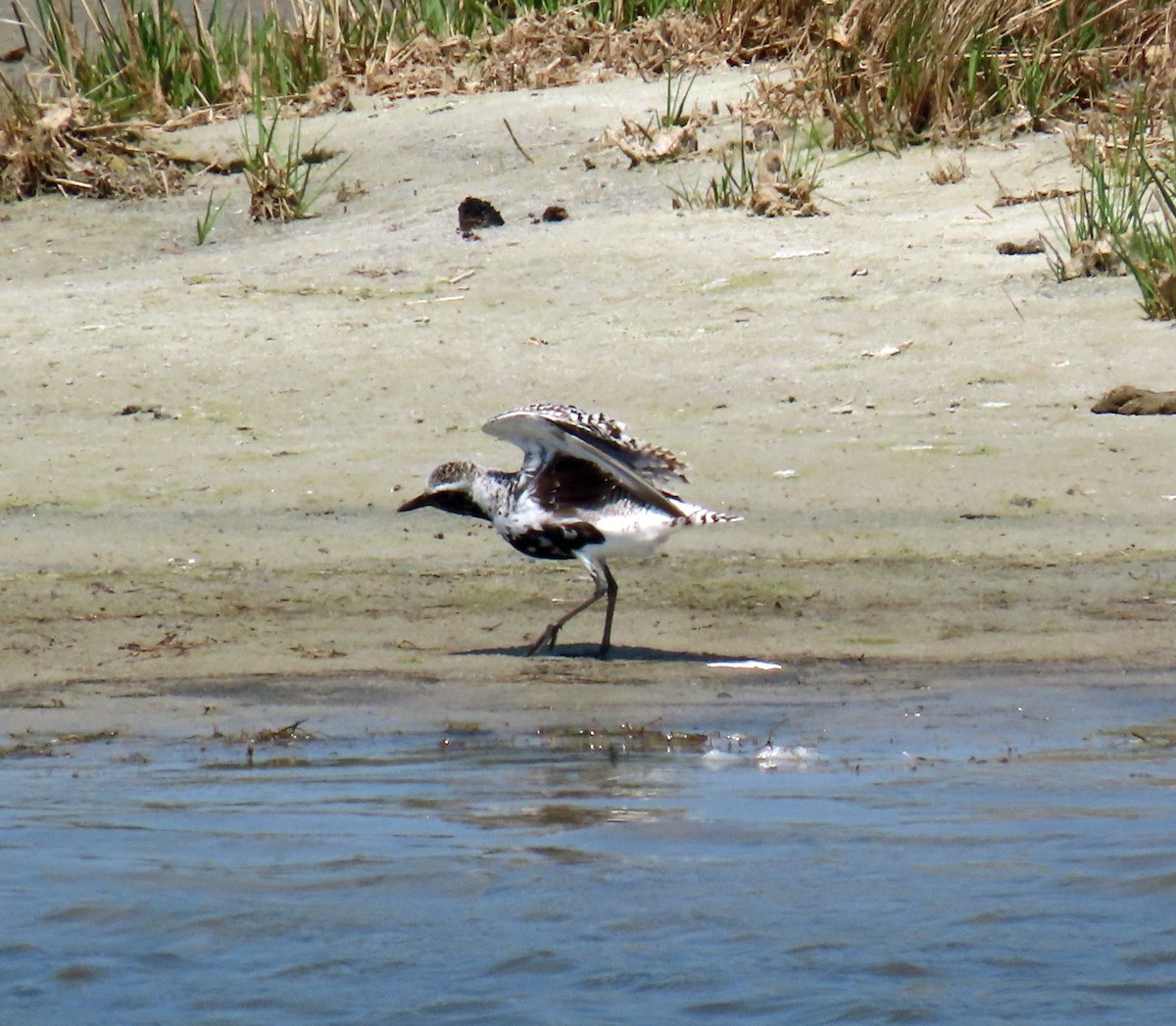 Black-bellied Plover - JoAnn Potter Riggle 🦤