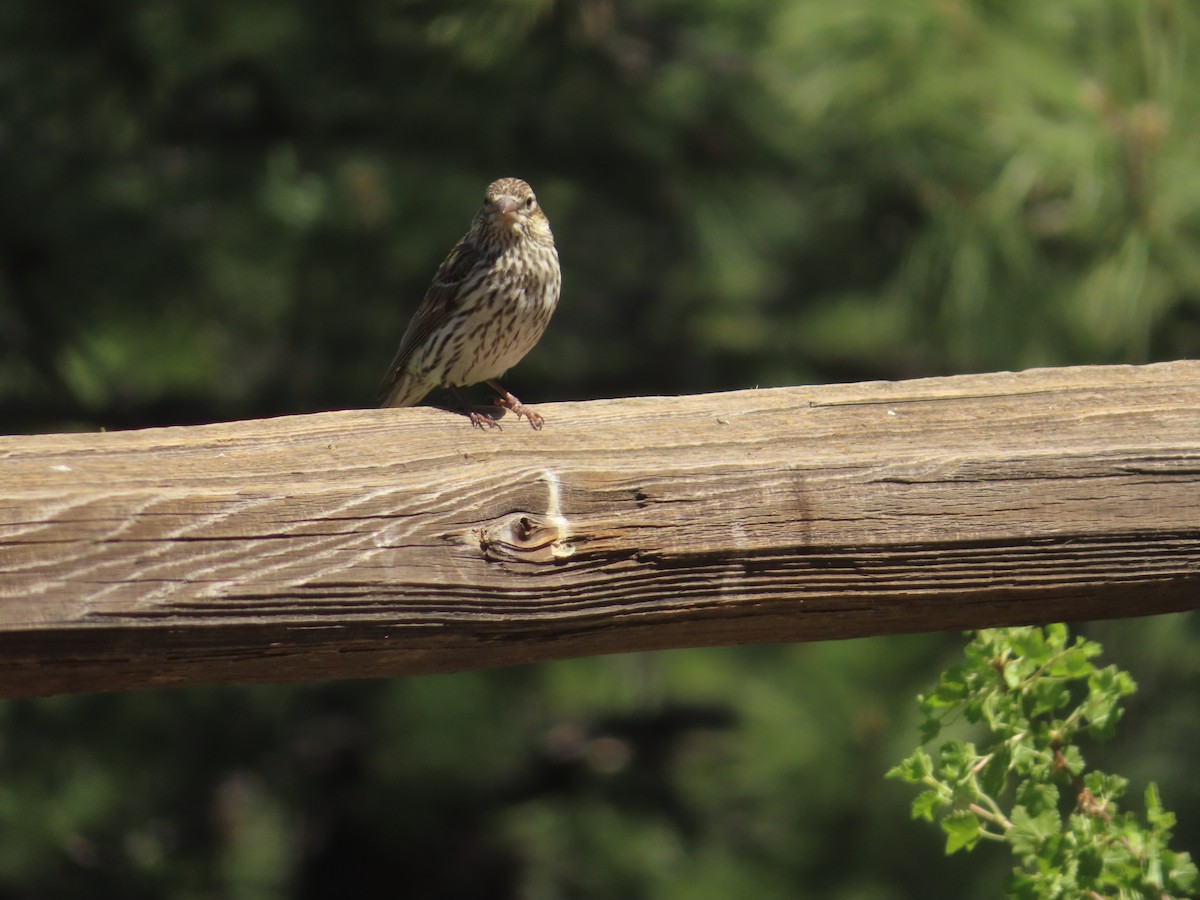 Cassin's Finch - carolyn spidle