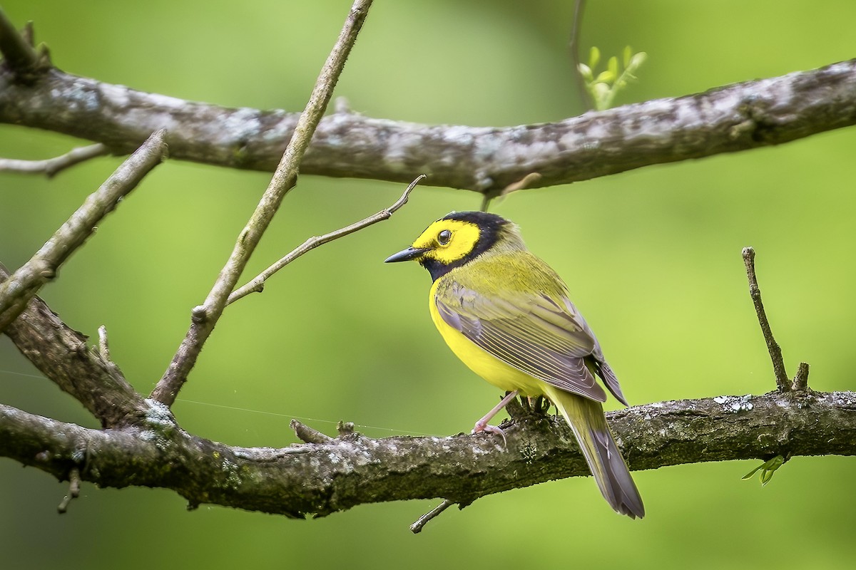 Hooded Warbler - Steve Chase