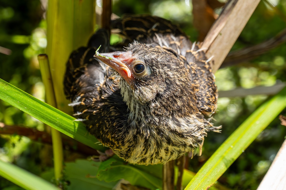 Red-winged Blackbird - Breck Haining