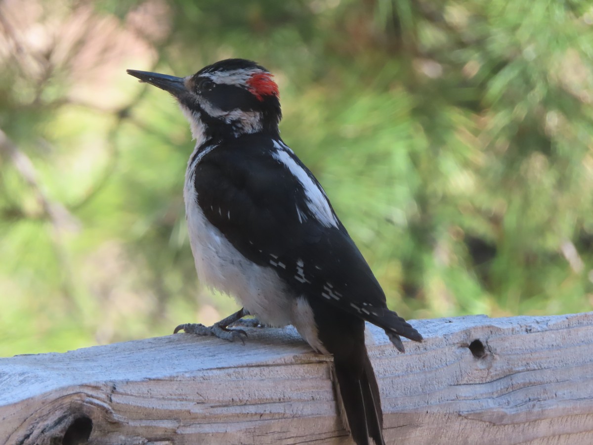 Hairy Woodpecker - carolyn spidle