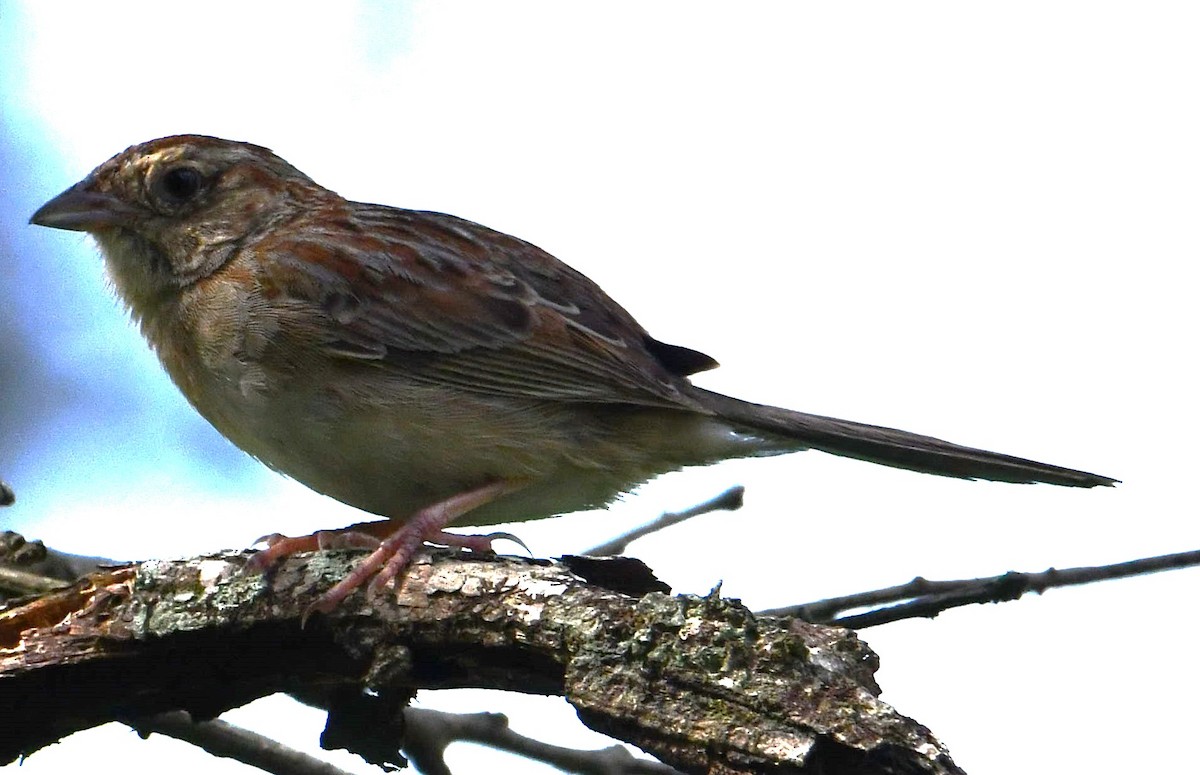 Bachman's Sparrow - Buddy Campbell