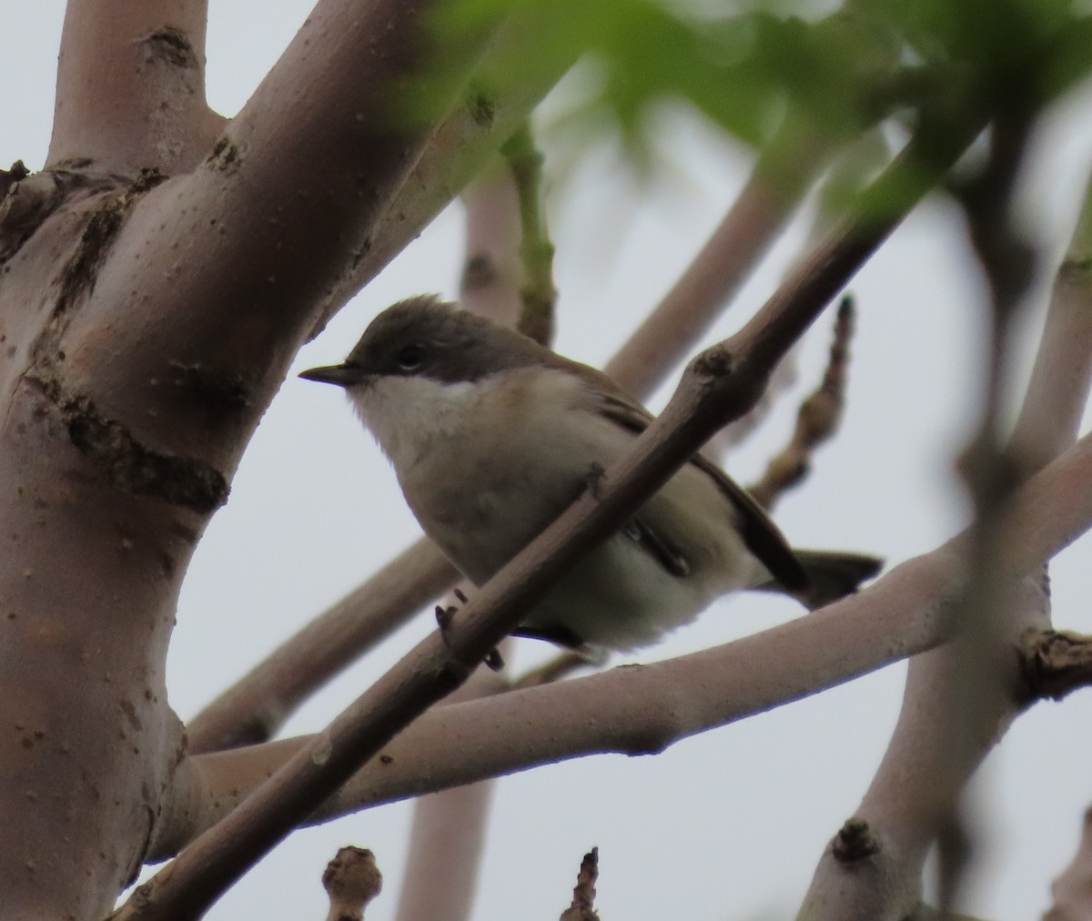 Lesser Whitethroat - Çağatay Duruk