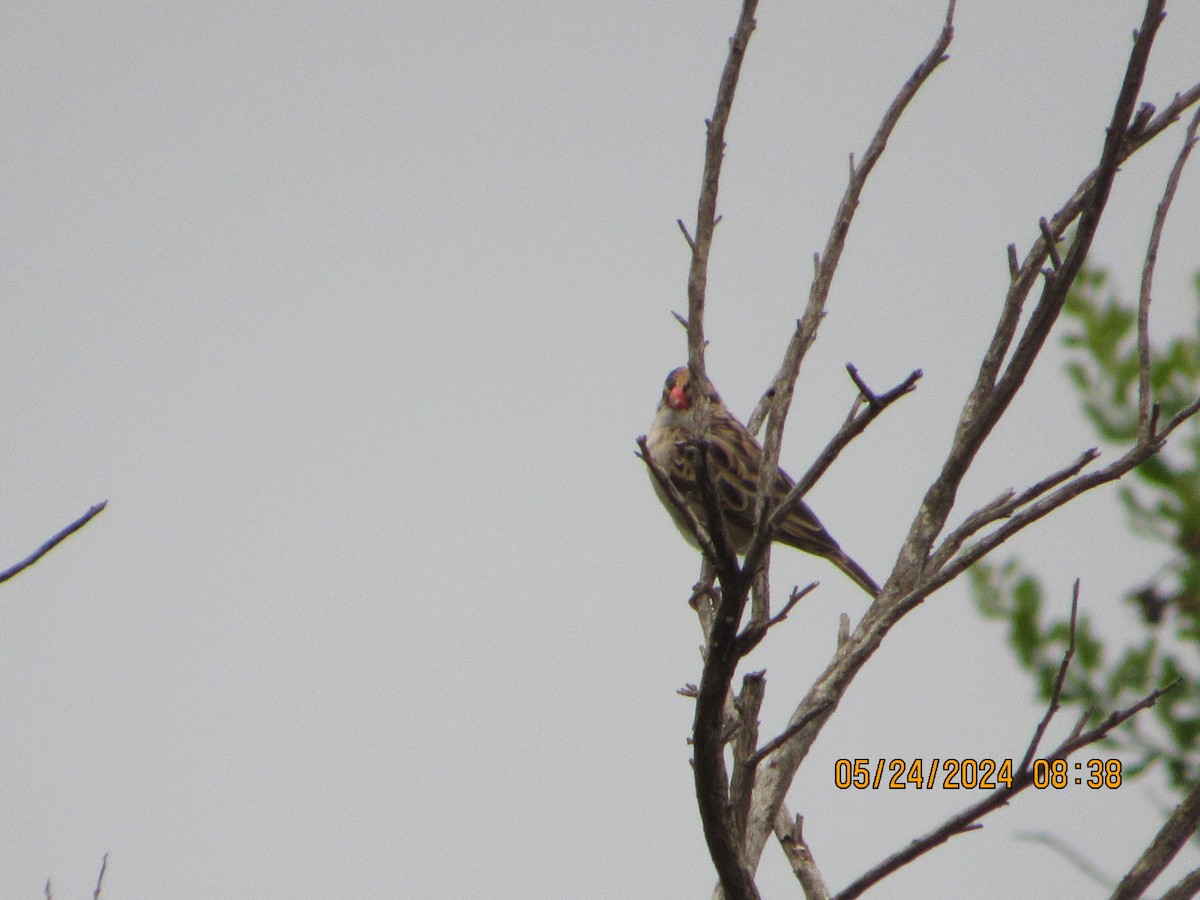Pin-tailed Whydah - crdf bird