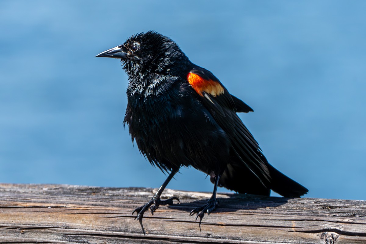 Red-winged Blackbird - Breck Haining