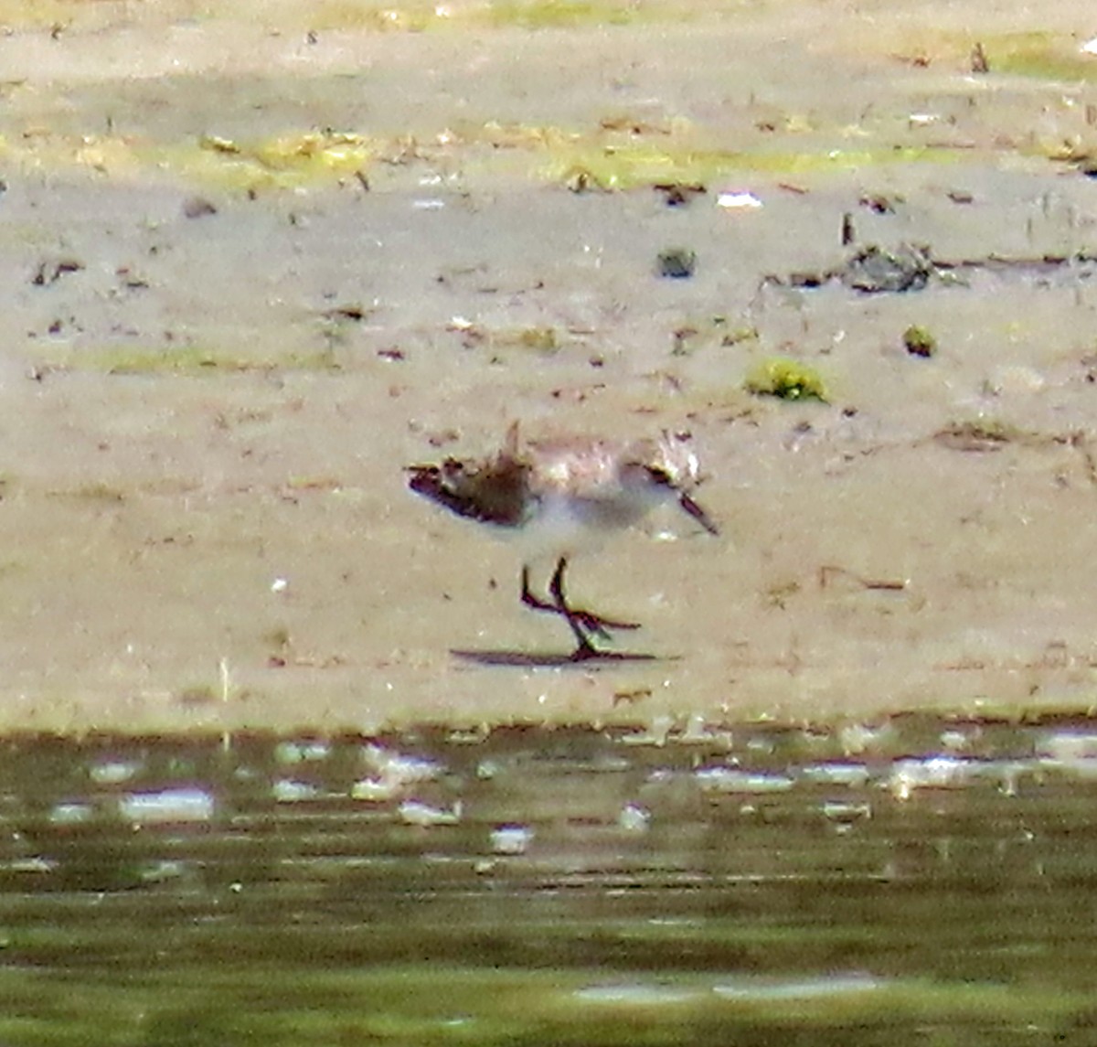 Semipalmated Sandpiper - JoAnn Potter Riggle 🦤