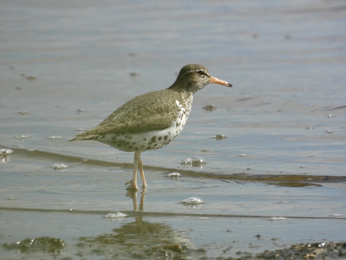 Spotted Sandpiper - Lynda Sisco