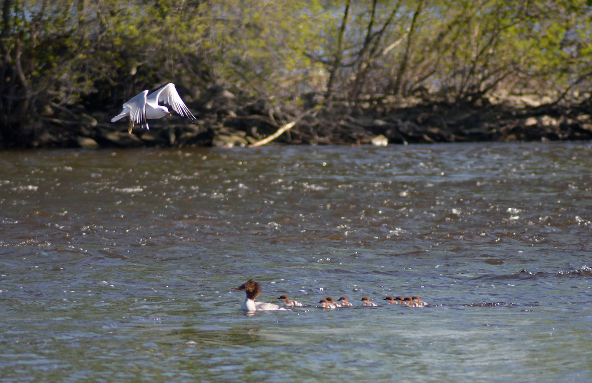 Common Merganser - Guillaume Perron