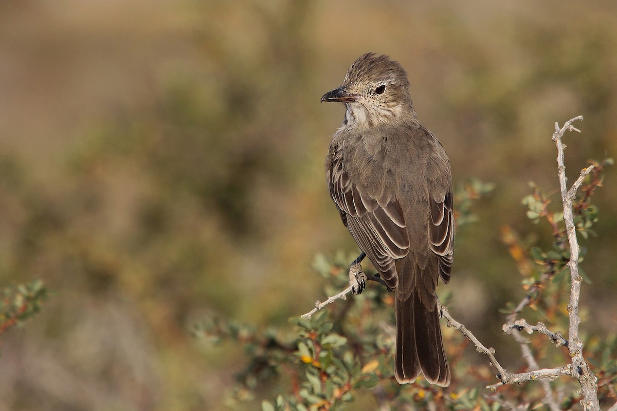 Great Shrike-Tyrant - ML619536971