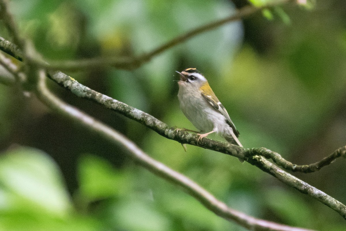 Common Firecrest - David Campbell
