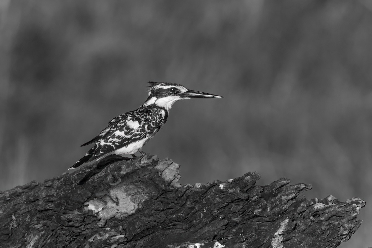 Pied Kingfisher - Jim Hoover