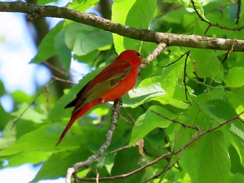 Summer Tanager - Tracy The Birder