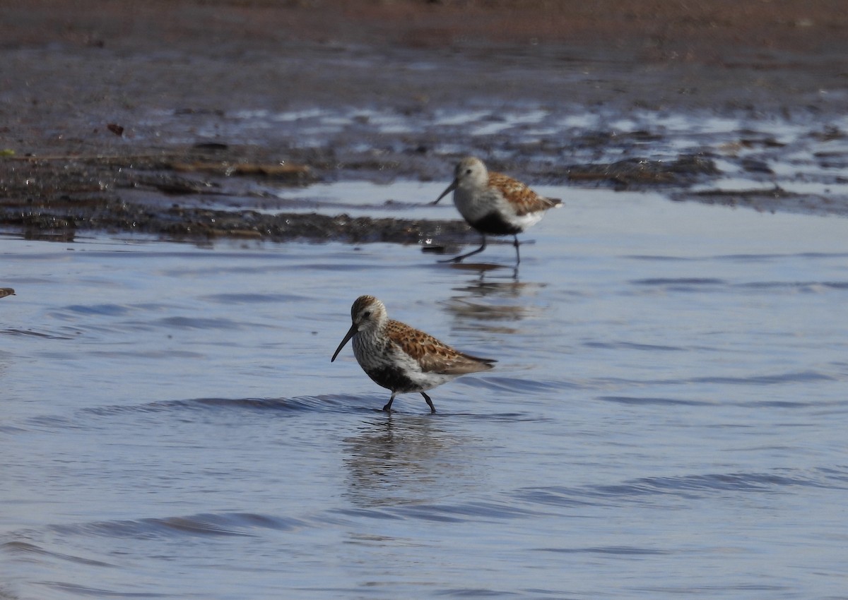 Dunlin - Lynda Sisco